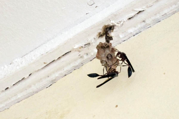 Wasps starting a new nest in our garage